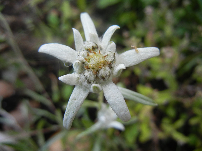 Leontopodium alpinum (2012, June 02)