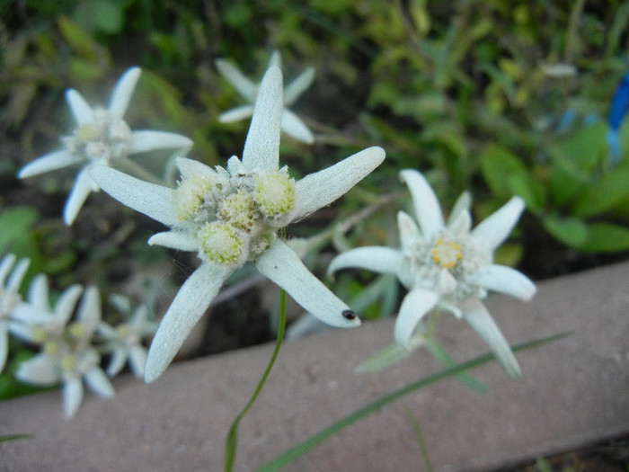 Leontopodium alpinum (2012, June 04)