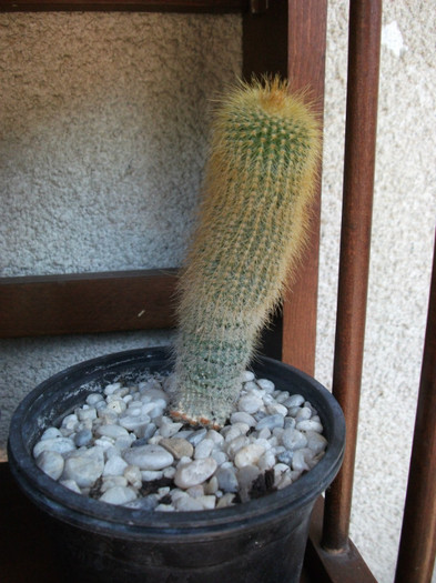 Picture 071 - Cactusi