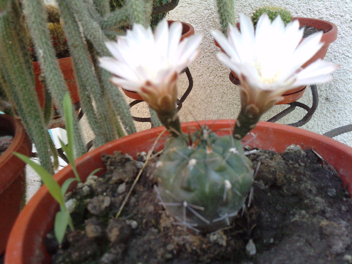 Gymnocalycium