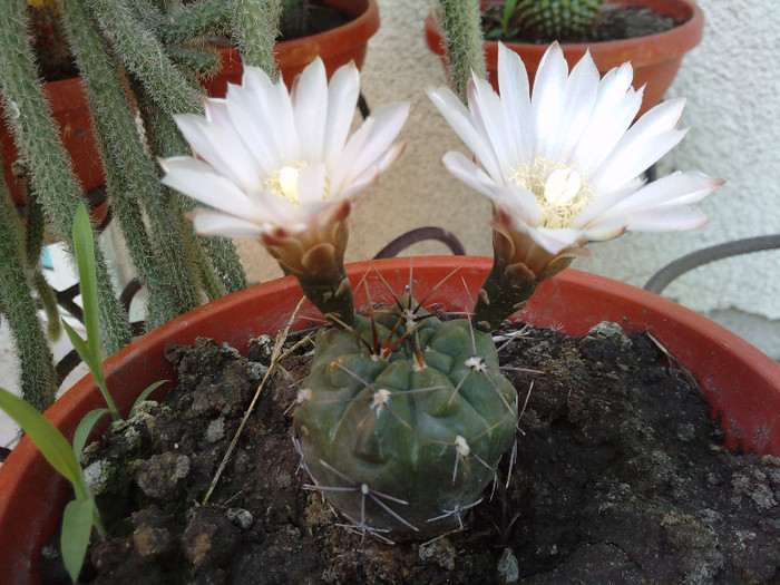 Gymnocalycium