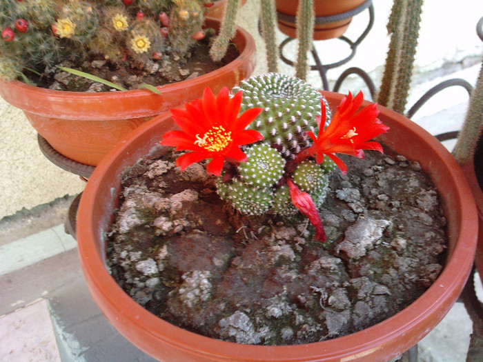 Rebutia krainsiana