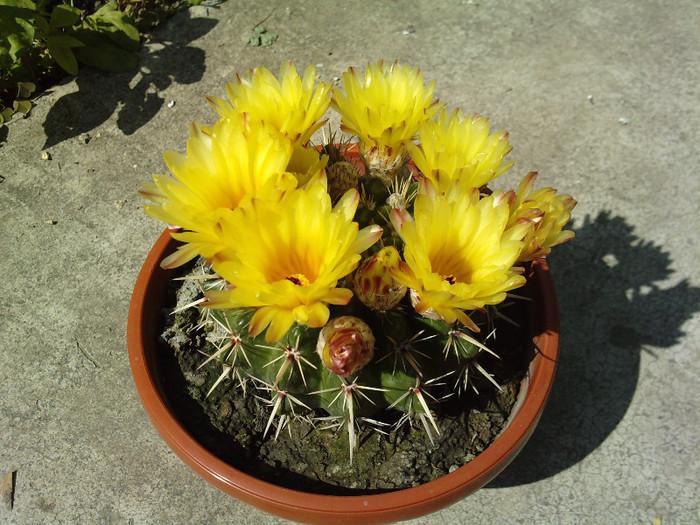 Notocactus submammulosus