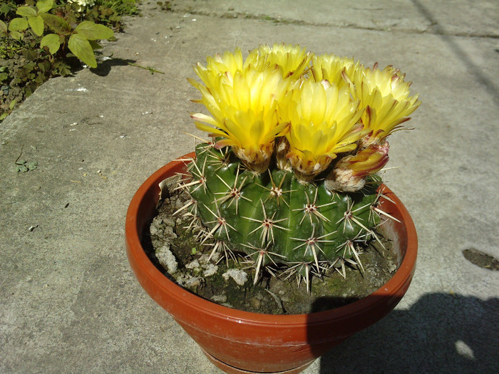 Notocactus submammulosus