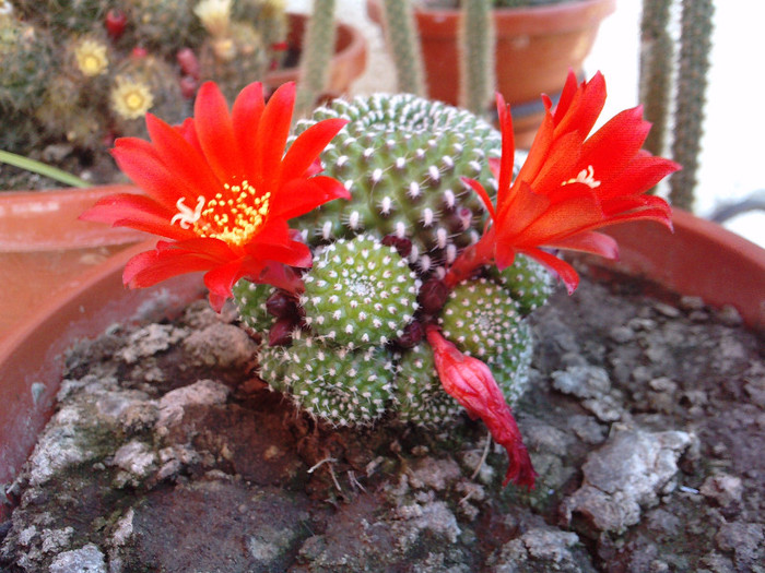 Rebutia krainsiana