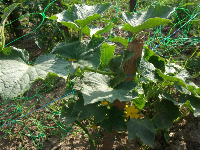 Picture 062 - Gradina de legume