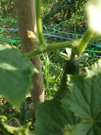 Picture 063 - Gradina de legume