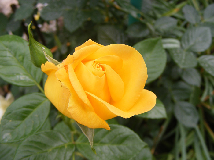 Garden Princess; Floribunda,Jan Leenders 1961,floare mare,parfum mediu-puternic(6-7din 10)h0,6-1m
