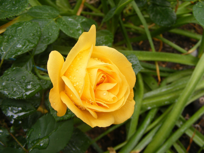 Garden Princess; Floribunda,Jan Leenders 1961,floare mare,parfum mediu-puternic(6-7din 10)h0,6-1m
