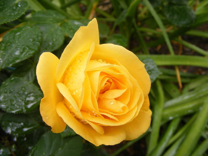 Garden Princess; Floribunda,Jan Leenders 1961,floare mare,parfum mediu-puternic(6-7din 10)h0,6-1m
