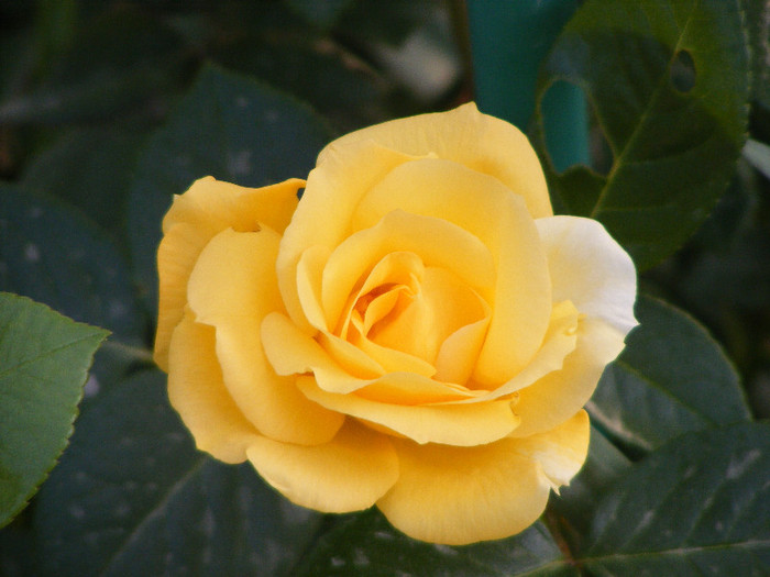 Garden Princess; Floribunda,Jan Leenders 1961,floare mare,parfum mediu-puternic(6-7din 10)h0,6-1m
