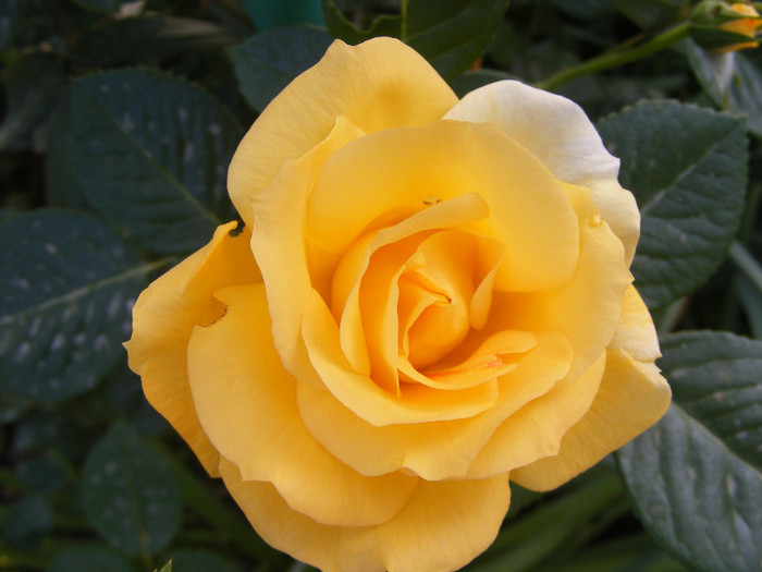 Garden Princess; Floribunda,Jan Leenders 1961,floare mare,parfum mediu-puternic(6-7din 10)h0,6-1m
