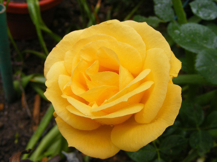 Garden Princess; Floribunda,Jan Leenders 1961,floare mare,parfum mediu-puternic(6-7din 10)h0,6-1m
