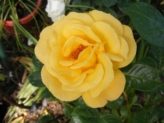Garden Princess; Floribunda,Jan Leenders 1961,floare mare,parfum mediu-puternic(6-7din 10)h0,6-1m
