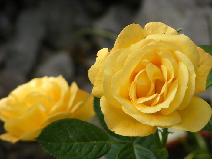 Garden Princess; Floribunda,Jan Leenders 1961,floare mare,parfum mediu-puternic(6-7din 10)h0,6-1m
