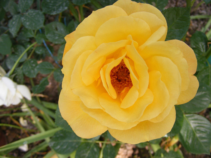 Garden Princess; Floribunda,Jan Leenders 1961,floare mare,parfum mediu-puternic(6-7din 10)h0,6-1m
