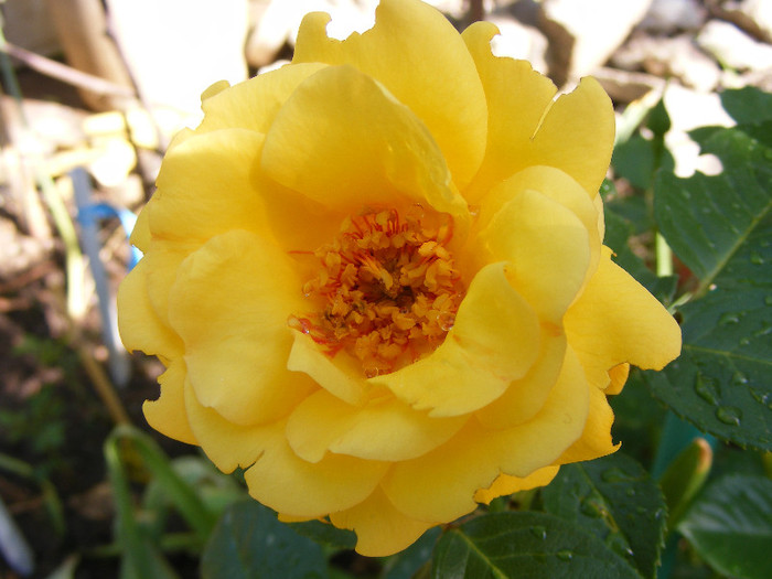 Garden Princess; Floribunda,Jan Leenders 1961,floare mare,parfum mediu-puternic(6-7din 10)h0,6-1m
