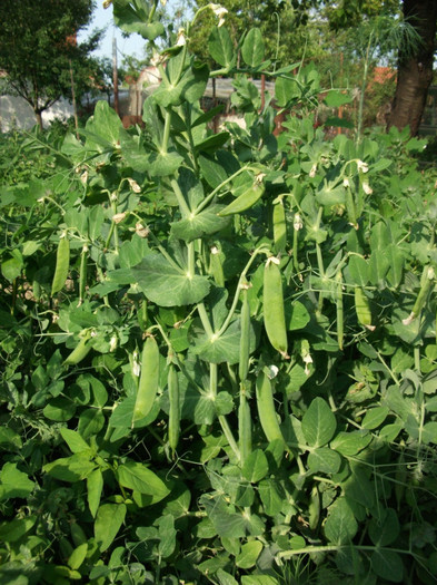 mazare - Gradina de legume