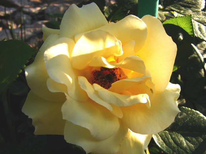 Garden Princess; Floribunda,Jan Leenders 1961,floare mare,parfum mediu-puternic(6-7din 10)h0,6-1m
