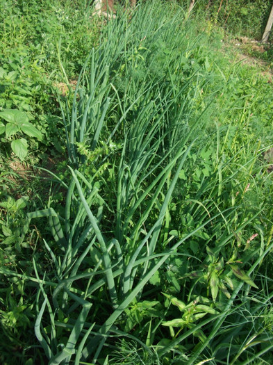 ceapa si multa iarba - Gradina de legume