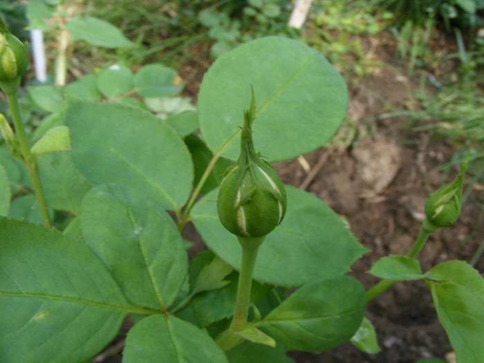 Glamis Castle; Tr.de par,David Austin,floare medie-mare,120petale,parfum moderat (de mir)(6din 10)h0,6-1,2m
