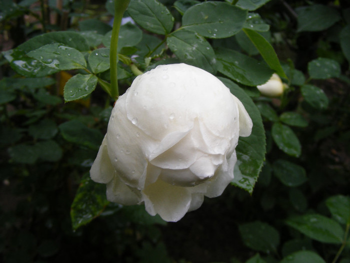 Glamis Castle; Tr.de par,David Austin,floare medie-mare,120petale,parfum moderat (de mir)(6din 10)h0,6-1,2m
