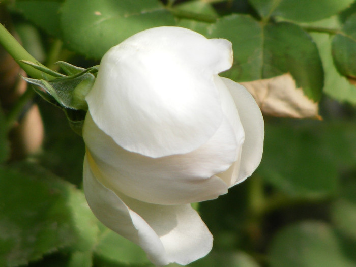 Glamis Castle; Tr.de par,David Austin,floare medie-mare,120petale,parfum moderat (de mir)(6din 10)h0,6-1,2m
