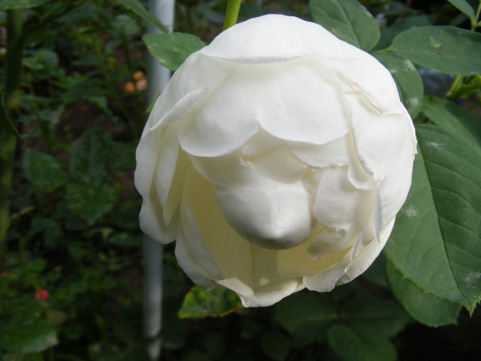 Glamis Castle; Tr.de par,David Austin,floare medie-mare,120petale,parfum moderat (de mir)(6din 10)h0,6-1,2m
