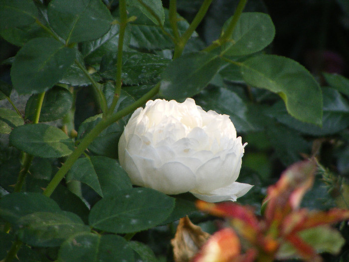 Glamis Castle; Tr.de par,David Austin,floare medie-mare,120petale,parfum moderat (de mir)(6din 10)h0,6-1,2m
