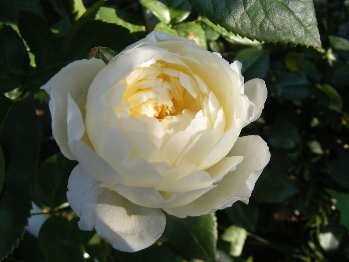 Glamis Castle; Tr.de par,David Austin,floare medie-mare,120petale,parfum moderat (de mir)(6din 10)h0,6-1,2m
