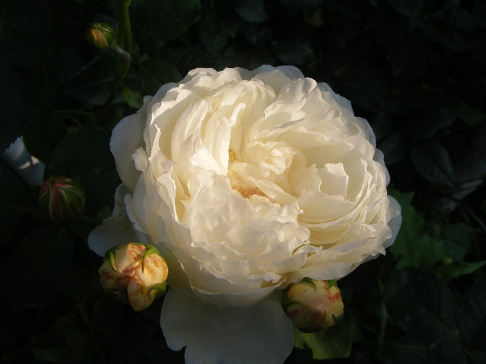 Glamis Castle; Tr.de par,David Austin,floare medie-mare,120petale,parfum moderat (de mir)(6din 10)h0,6-1,2m
