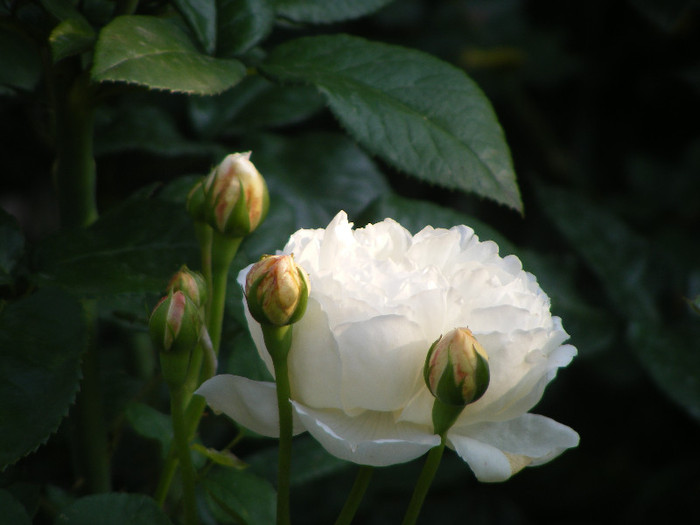 Glamis Castle; Tr.de par,David Austin,floare medie-mare,120petale,parfum moderat (de mir)(6din 10)h0,6-1,2m
