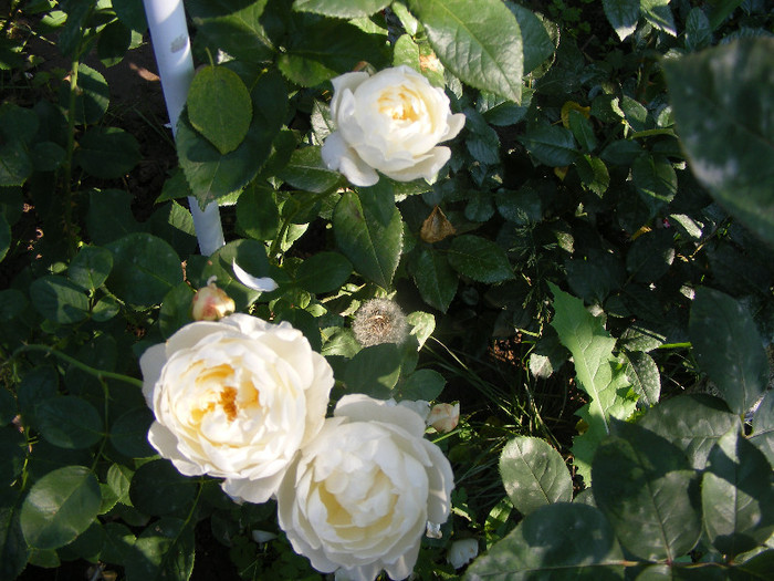 Glamis Castle; Tr.de par,David Austin,floare medie-mare,120petale,parfum moderat (de mir)(6din 10)h0,6-1,2m
