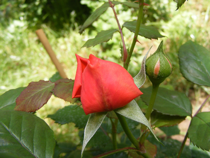 Chippendale; Tr.de parc,Evers2005,floare mare,peste100petale,parfum puternic(8 din 10)h0,8-1,2m
