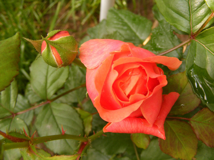 Chippendale; Tr.de parc,Evers2005,floare mare,peste100petale,parfum puternic(8 din 10)h0,8-1,2m
