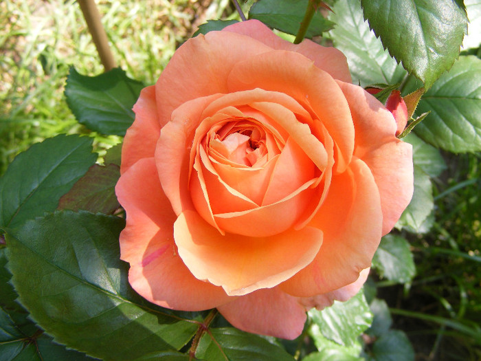 Chippendale; Tr.de parc,Evers2005,floare mare,peste100petale,parfum puternic(8 din 10)h0,8-1,2m
