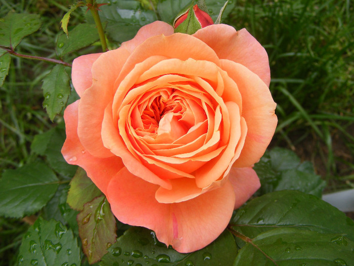 Chippendale; Tr.de parc,Evers2005,floare mare,peste100petale,parfum puternic(8 din 10)h0,8-1,2m
