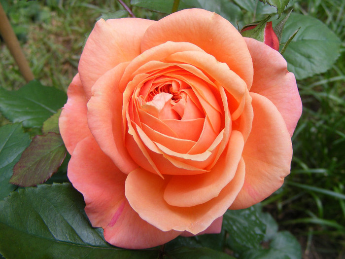 Chippendale; Tr.de parc,Evers2005,floare mare,peste100petale,parfum puternic(8 din 10)h0,8-1,2m
