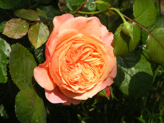 Chippendale; Tr.de parc,Evers2005,floare mare,peste100petale,parfum puternic(8 din 10)h0,8-1,2m
