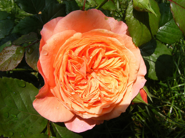 Chippendale; Tr.de parc,Evers2005,floare mare,peste100petale,parfum puternic(8 din 10)h0,8-1,2m
