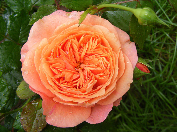 Chippendale; Tr.de parc,Evers2005,floare mare,peste100petale,parfum puternic(8 din 10)h0,8-1,2m
