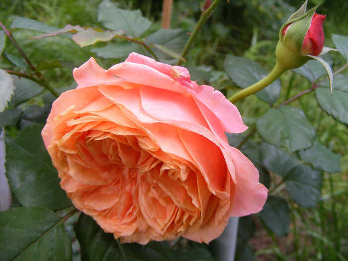 Chippendale; Tr.de parc,Evers2005,floare mare,peste100petale,parfum puternic(8 din 10)h0,8-1,2m
