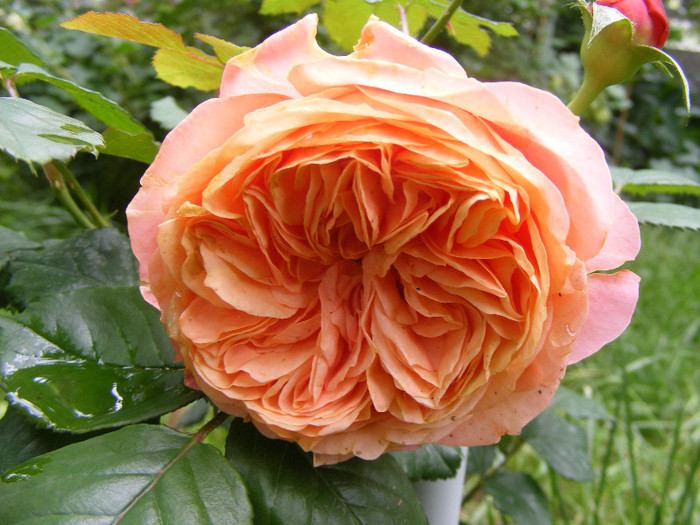 Chippendale; Tr.de parc,Evers2005,floare mare,peste100petale,parfum puternic(8 din 10)h0,8-1,2m
