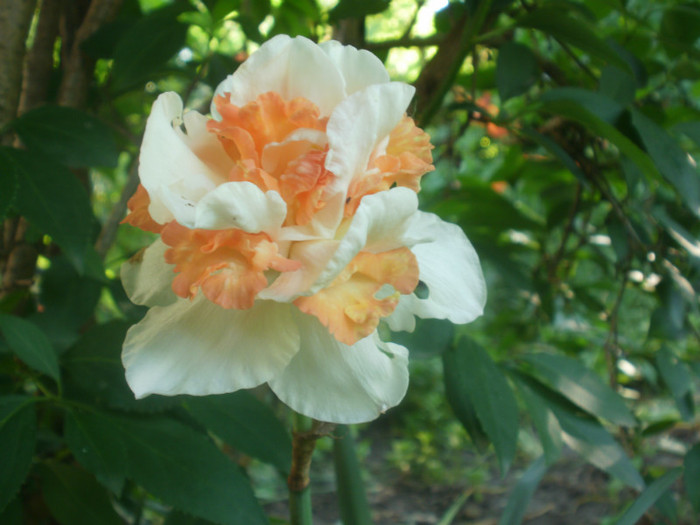 o intarziata... - Plante