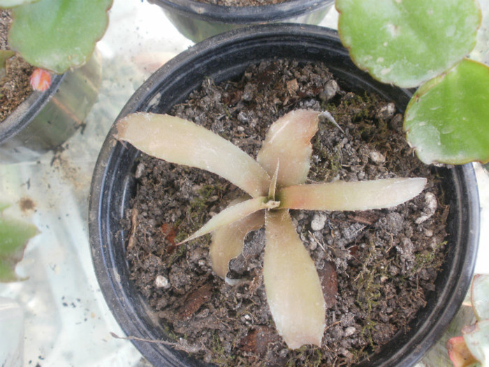 Cryptanthus acaulis - Plante