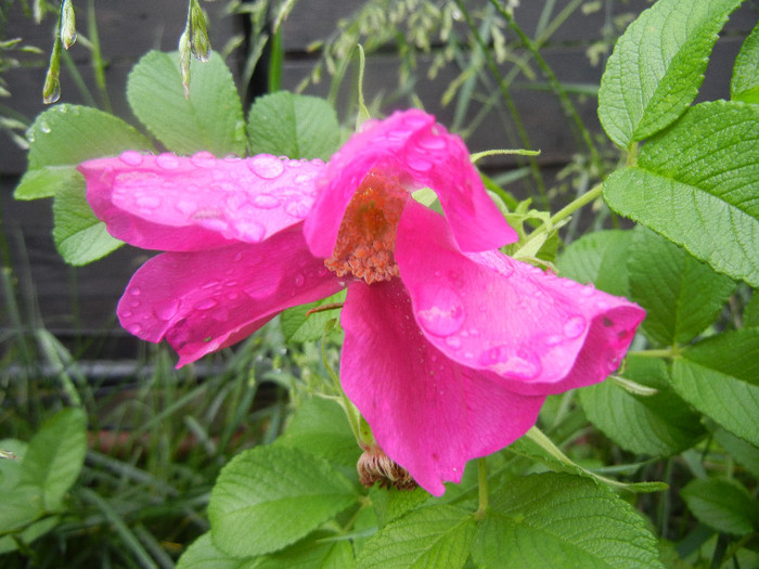 Rosa rugosa (2012, May 27)