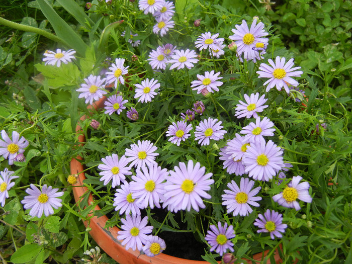 Swan River Daisy (2012, May 30) - DAISY Brachycome