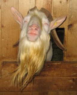 licitatie capre -oi 28-07-12 Wels - 7-anunt important