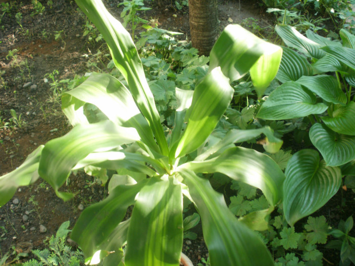  - Plante
