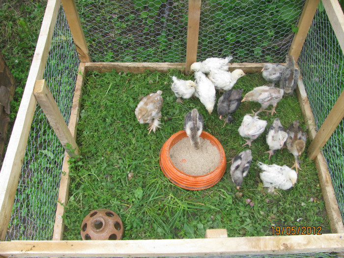 19.05.2012 - Pui si gaini 2012